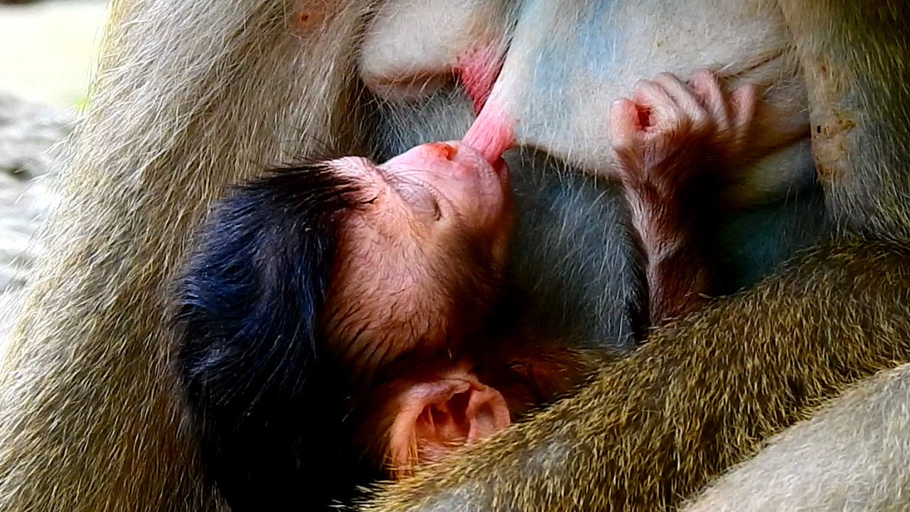 Just born baby monkey Loren getting first milk from mom Luna